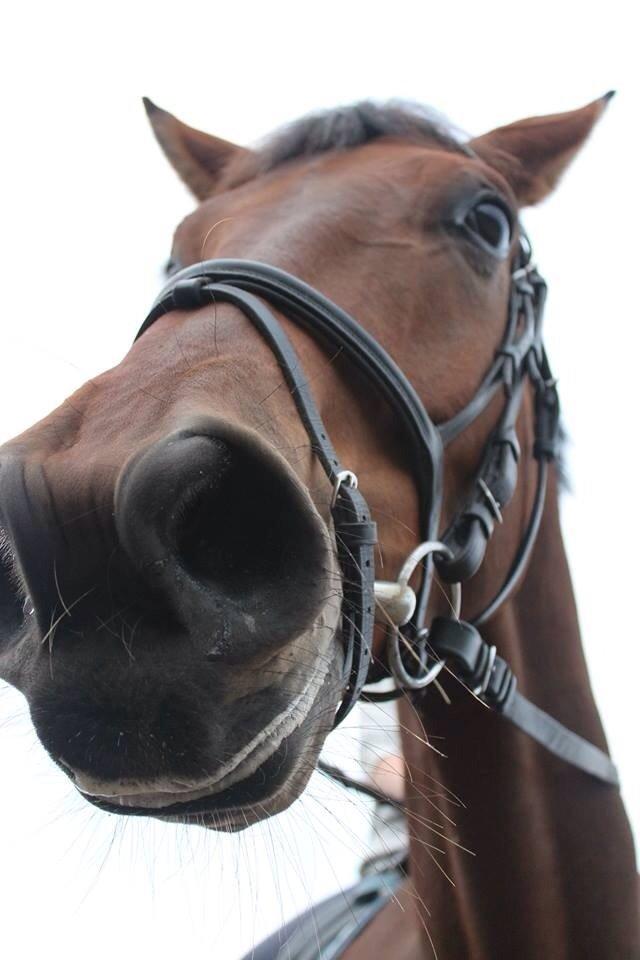 Dansk Varmblod Zaki billede 12