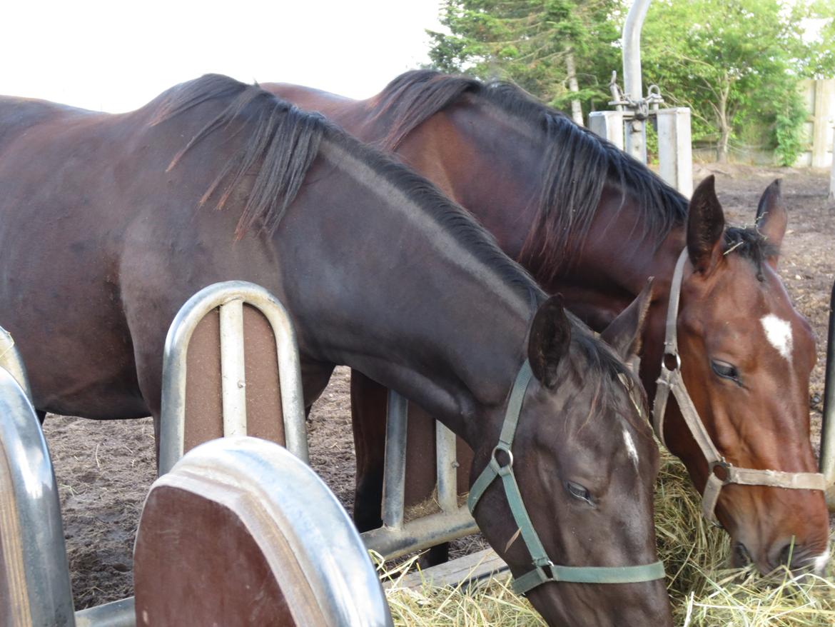 Anden særlig race Thilo Søndergaard - Det uadskillelige søskendepar (helsøsteren Bella) billede 18