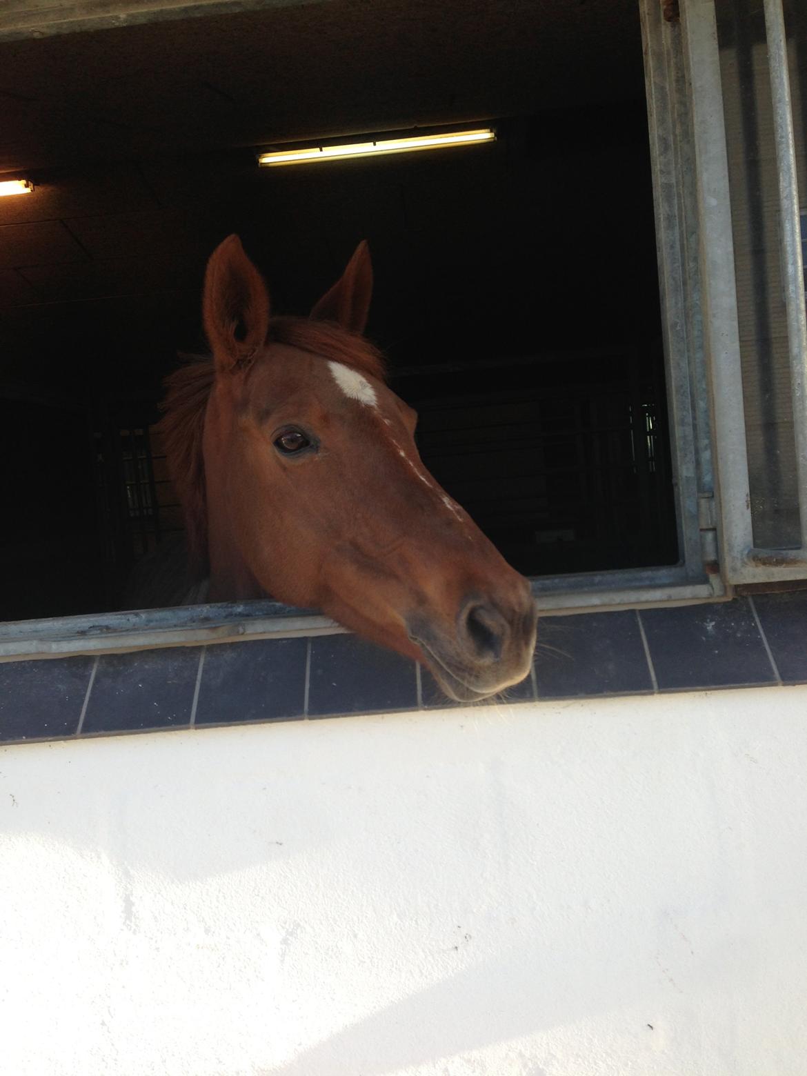 Anden særlig race Clements Penelope billede 35