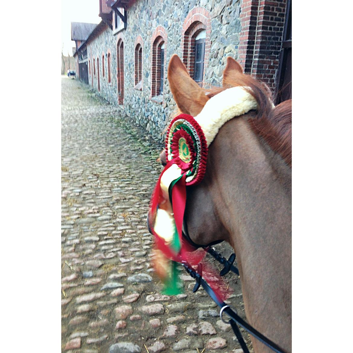 Anden særlig race Clements Penelope billede 36