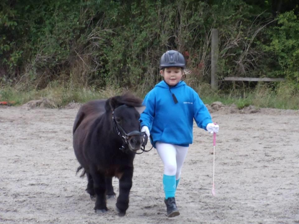 Shetlænder Sir Lancelot billede 13