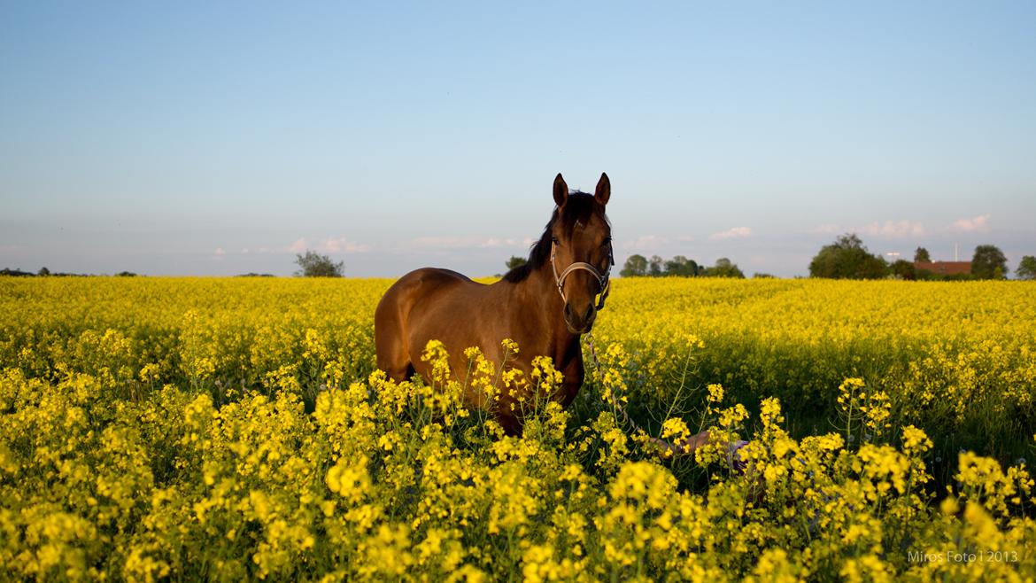 Anden særlig race Sassello Miracolo - 2 år - smuk i rapsmark :-) billede 19