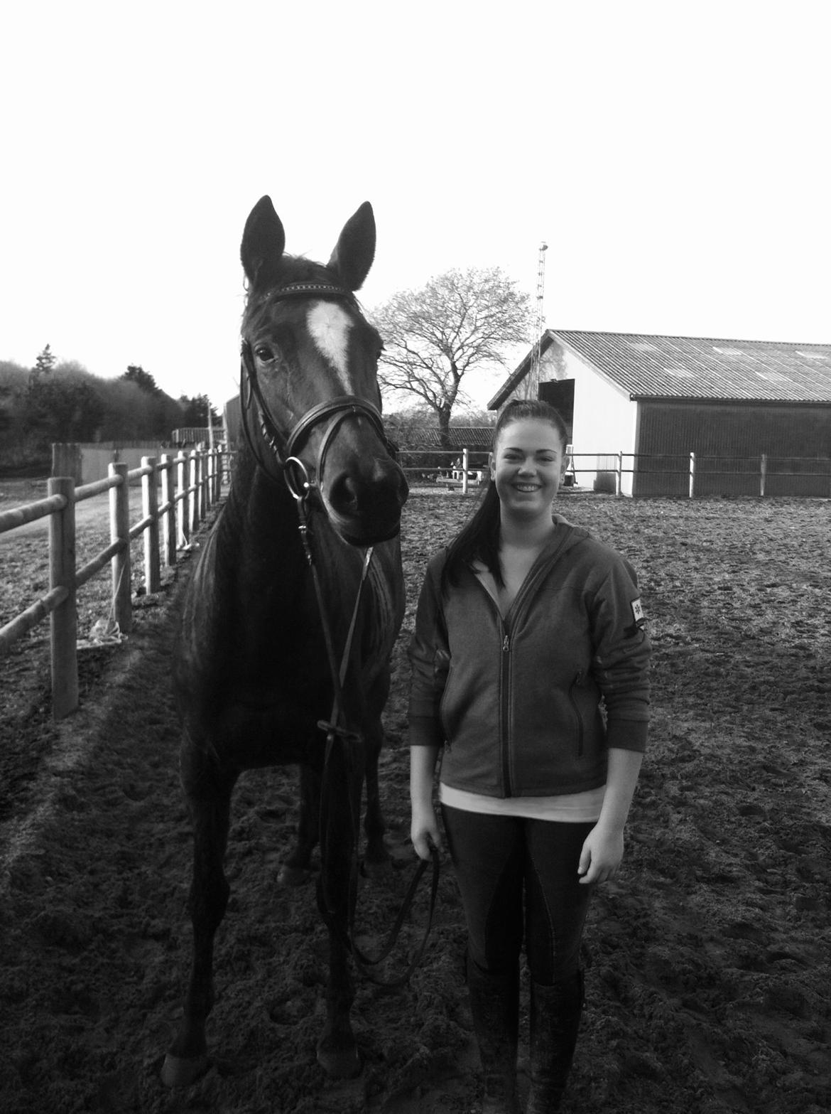 Trakehner Lady [Tidl. hest] - 5) billede 5