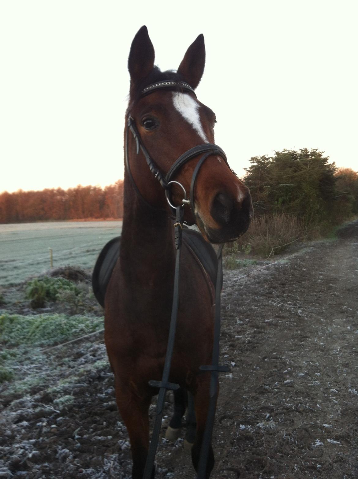 Trakehner Lady [Tidl. hest] - 11) billede 11