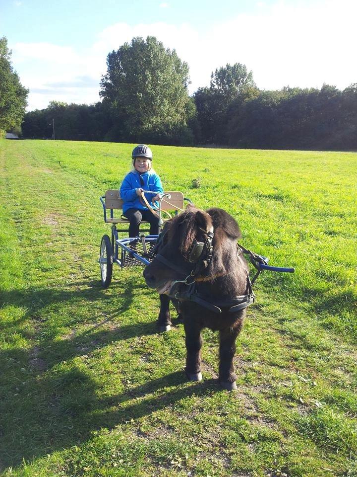 Shetlænder Sir Lancelot billede 14