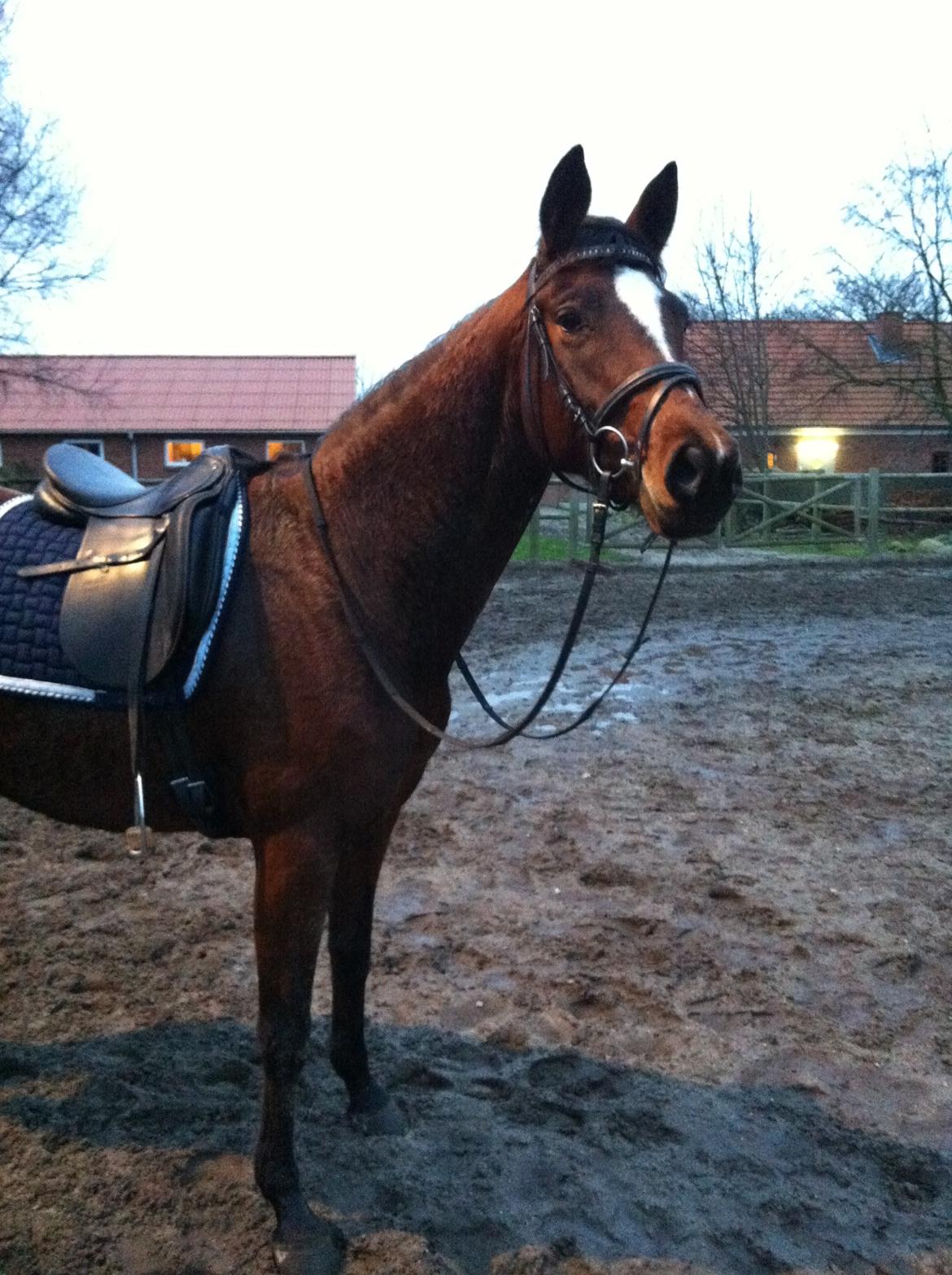 Trakehner Lady [Tidl. hest] - 13) billede 13