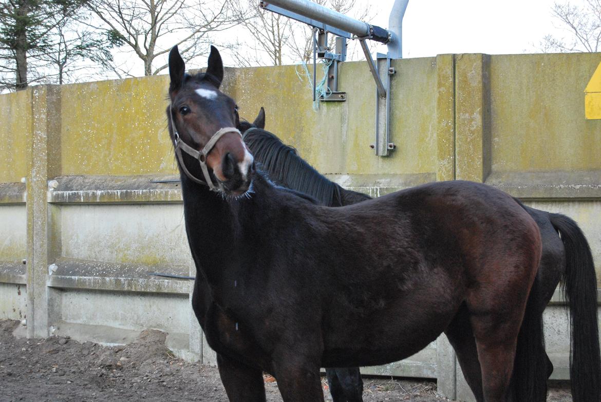 Anden særlig race Thilo Søndergaard - 2013 Forårs sjov.  billede 20
