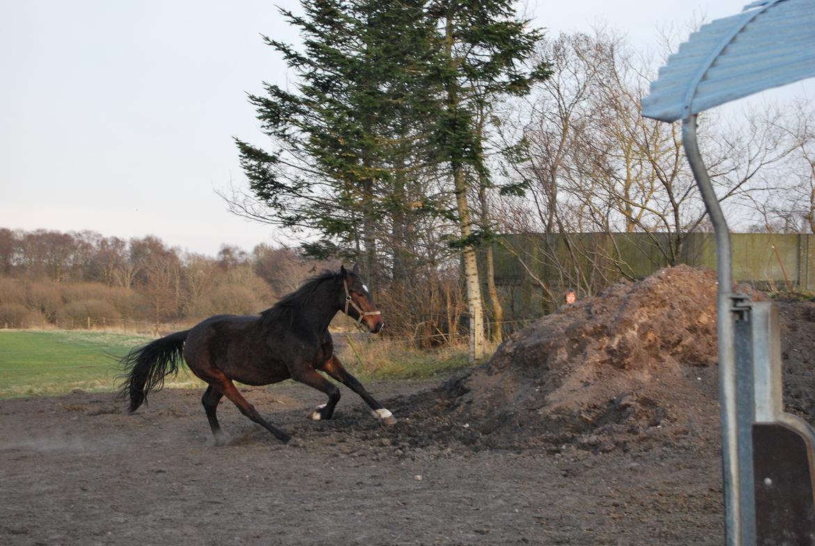 Anden særlig race Thilo Søndergaard - 2013 Forårs sjov billede 19