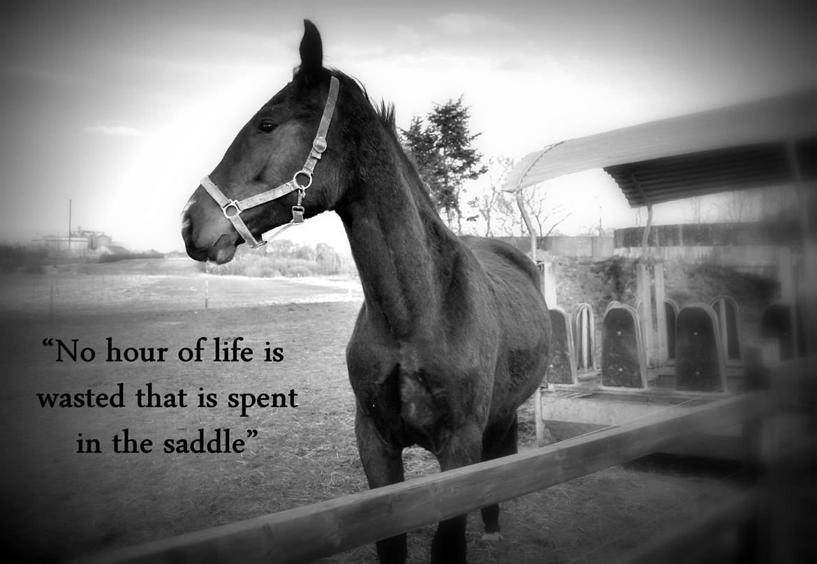 Anden særlig race Thilo Søndergaard - 2013 "No hour of life is wasted that is spent in the saddle" billede 17