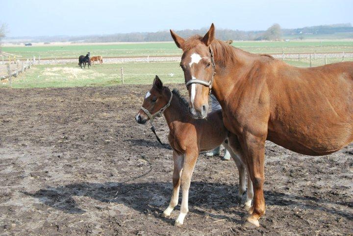 Anden særlig race Thilo Søndergaard - 2011 Første gang på fold, sammen med mor Sidney. Han er stolt, den lille. billede 12