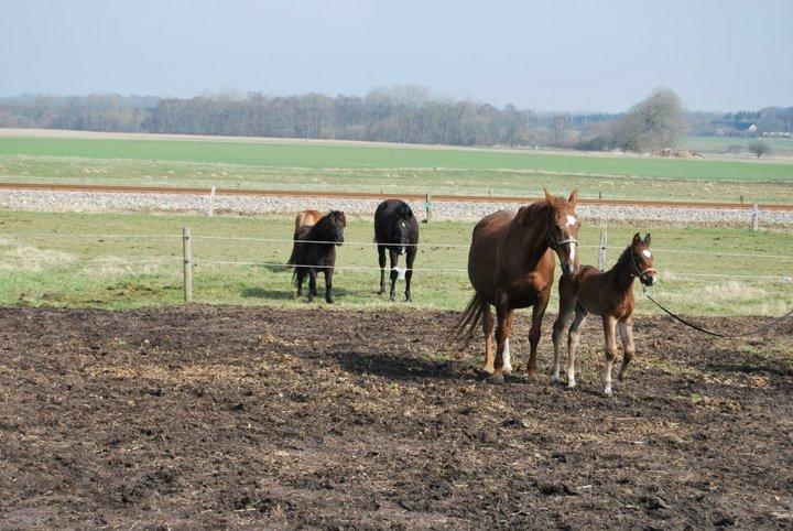 Anden særlig race Thilo Søndergaard - 2011 billede 13