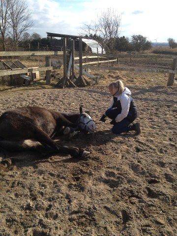Anden særlig race Rolighedens Caruzo billede 4