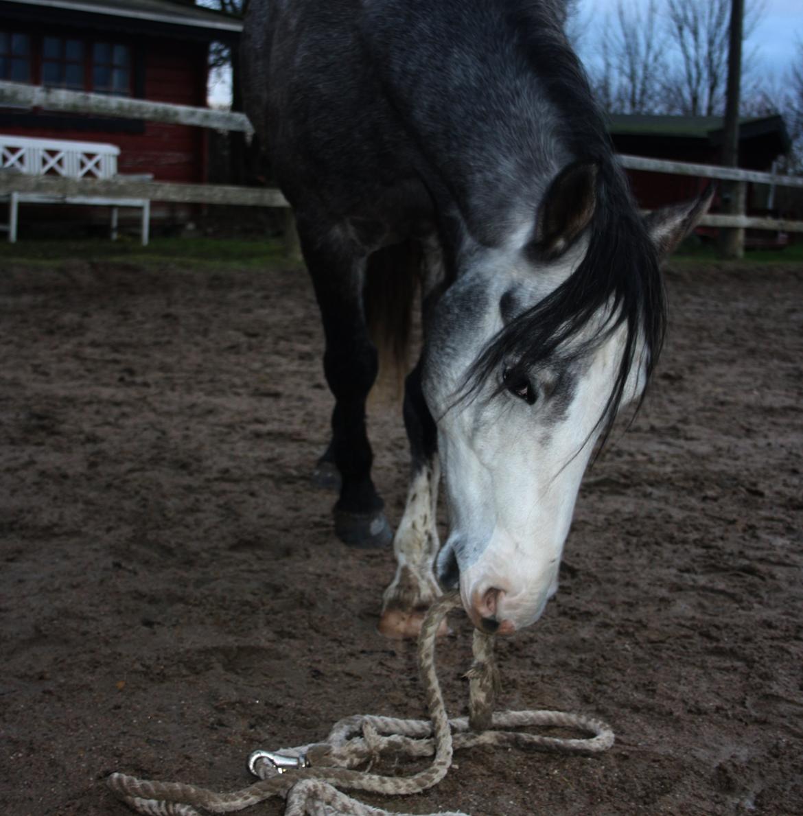 Anden særlig race Rolighedens Caruzo billede 3