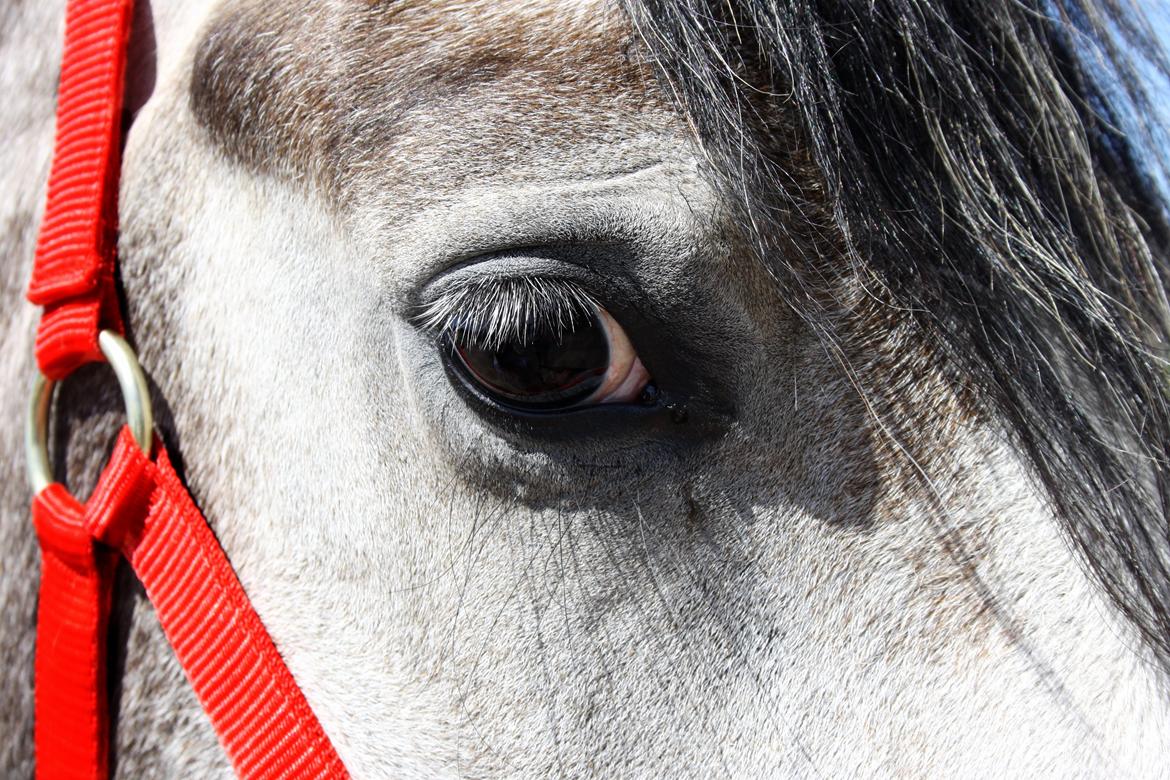 Anden særlig race Rolighedens Caruzo billede 8