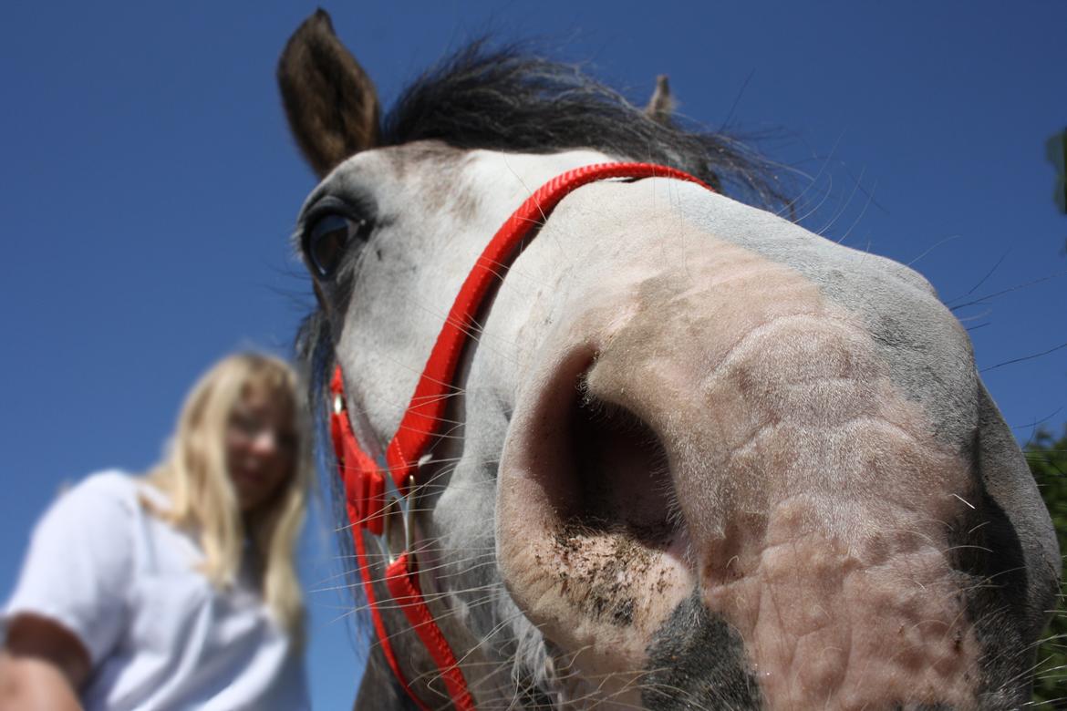 Anden særlig race Rolighedens Caruzo billede 14