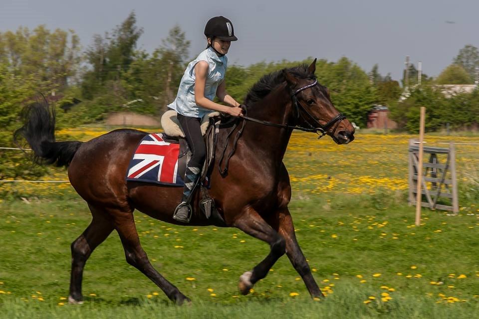 Anden særlig race Zanie Brentedal - Forår 2013, galop på marken :)  billede 1