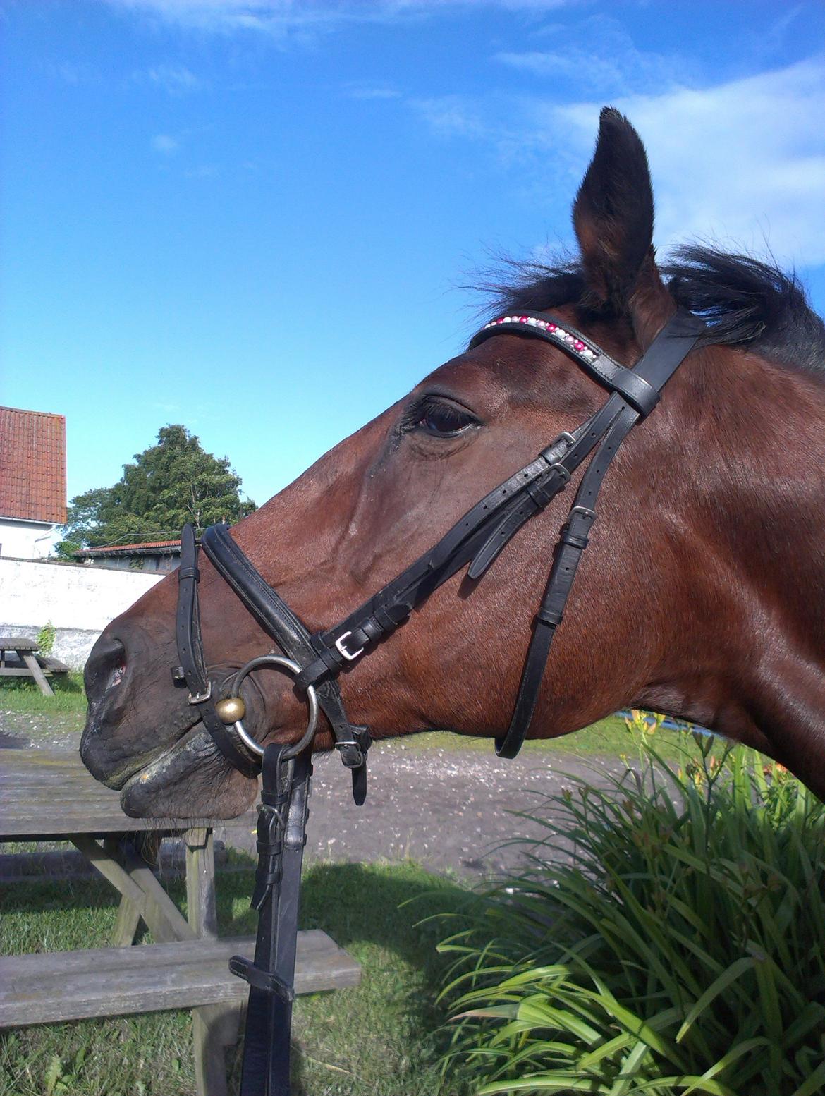 Anden særlig race Zanie Brentedal - Sommer 2013, tøsen efter dressur <3 billede 6