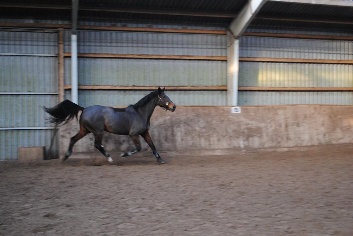 Anden særlig race Malou Kærlund (min mors) - Malou 01/12-2013 et halvt år efter hun kom til skade. billede 14