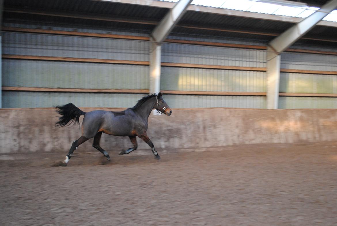 Anden særlig race Malou Kærlund (min mors) - 01/12-2013 billede 15