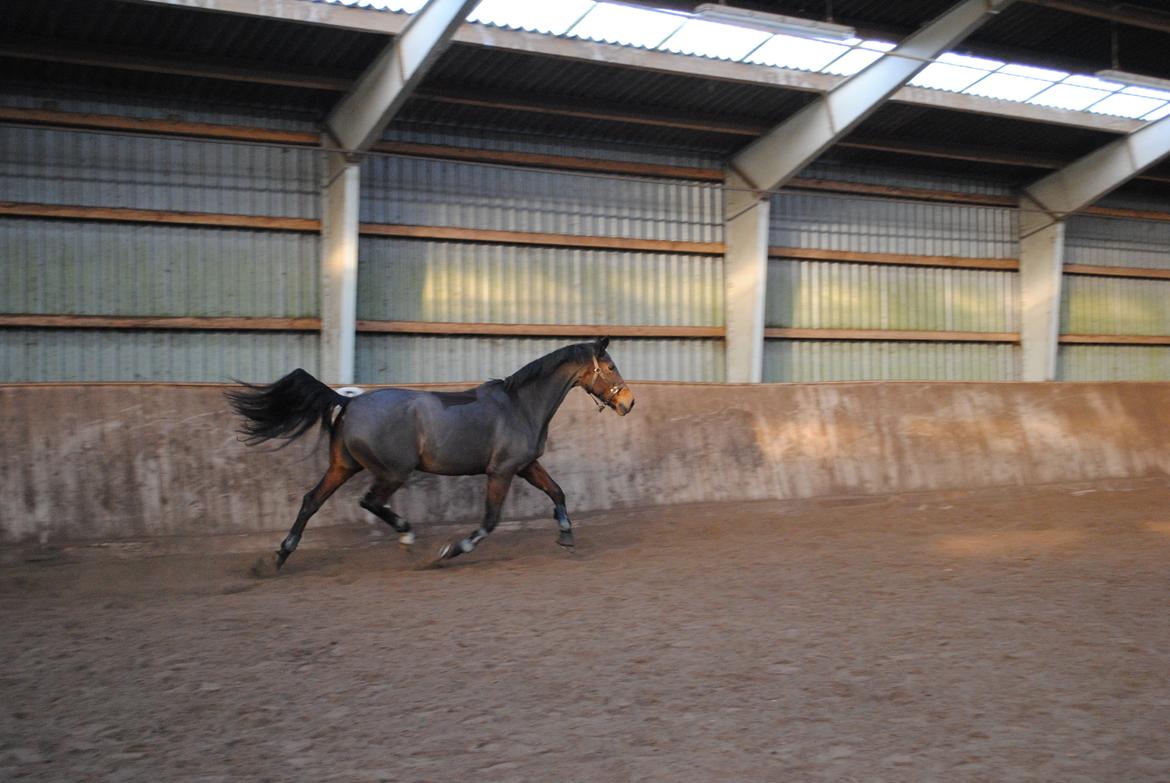 Anden særlig race Malou Kærlund (min mors) - 01/12-2013 billede 16