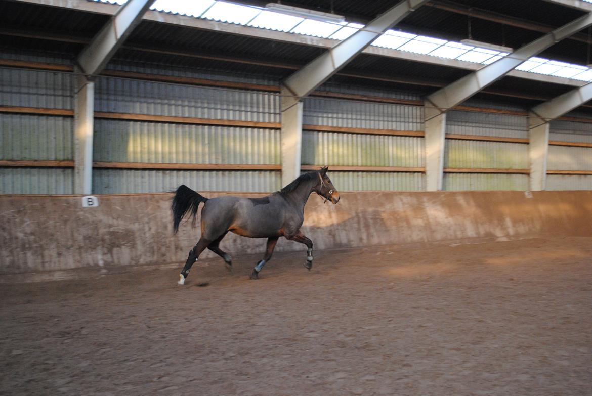Anden særlig race Malou Kærlund (min mors) - 01/12-2013 billede 17