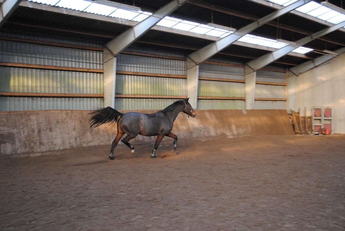 Anden særlig race Malou Kærlund (min mors) - 01/12-2013 billede 18