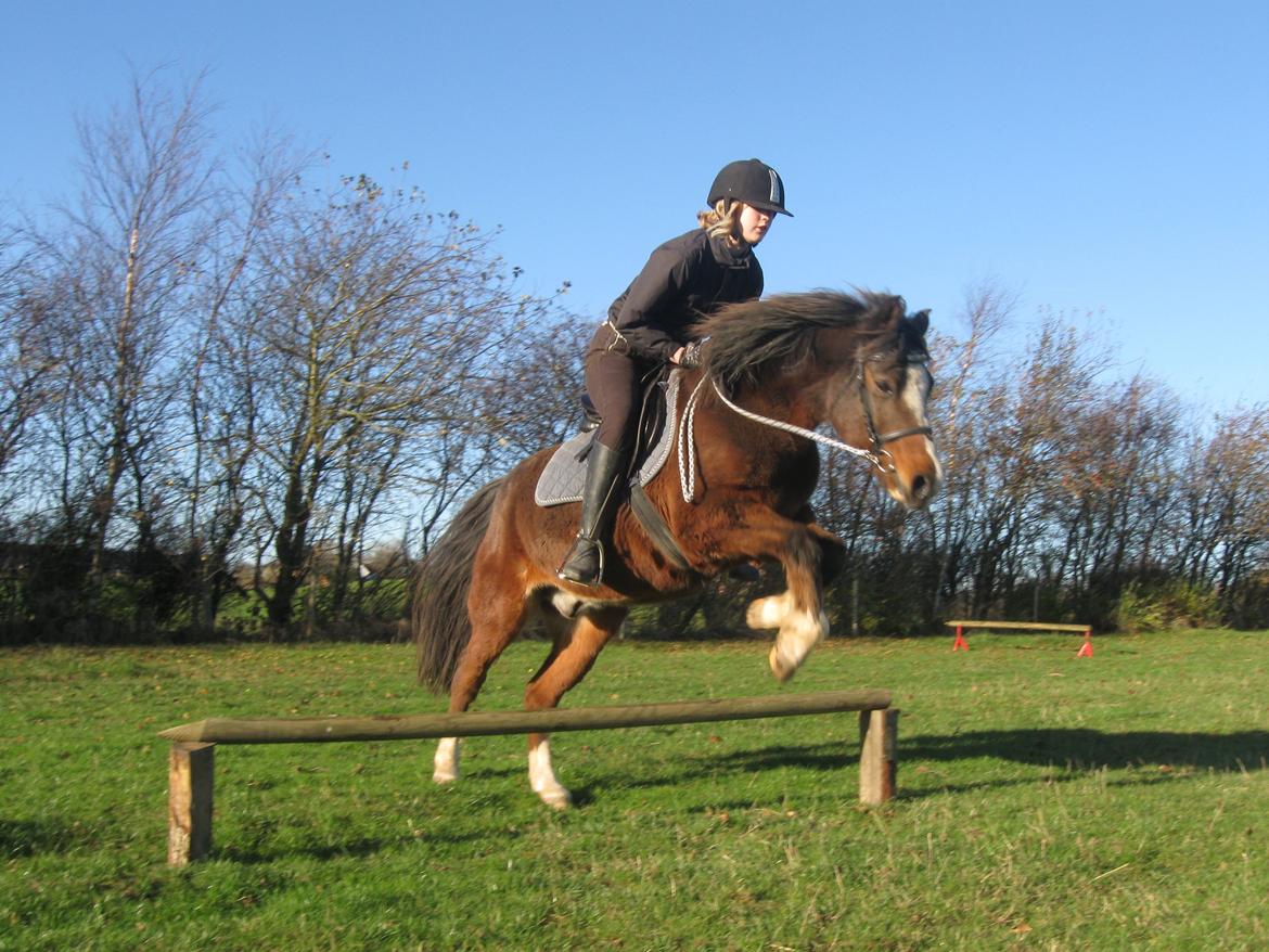 Anden særlig race Sir Bob - 13 november - Josefine springer. billede 2