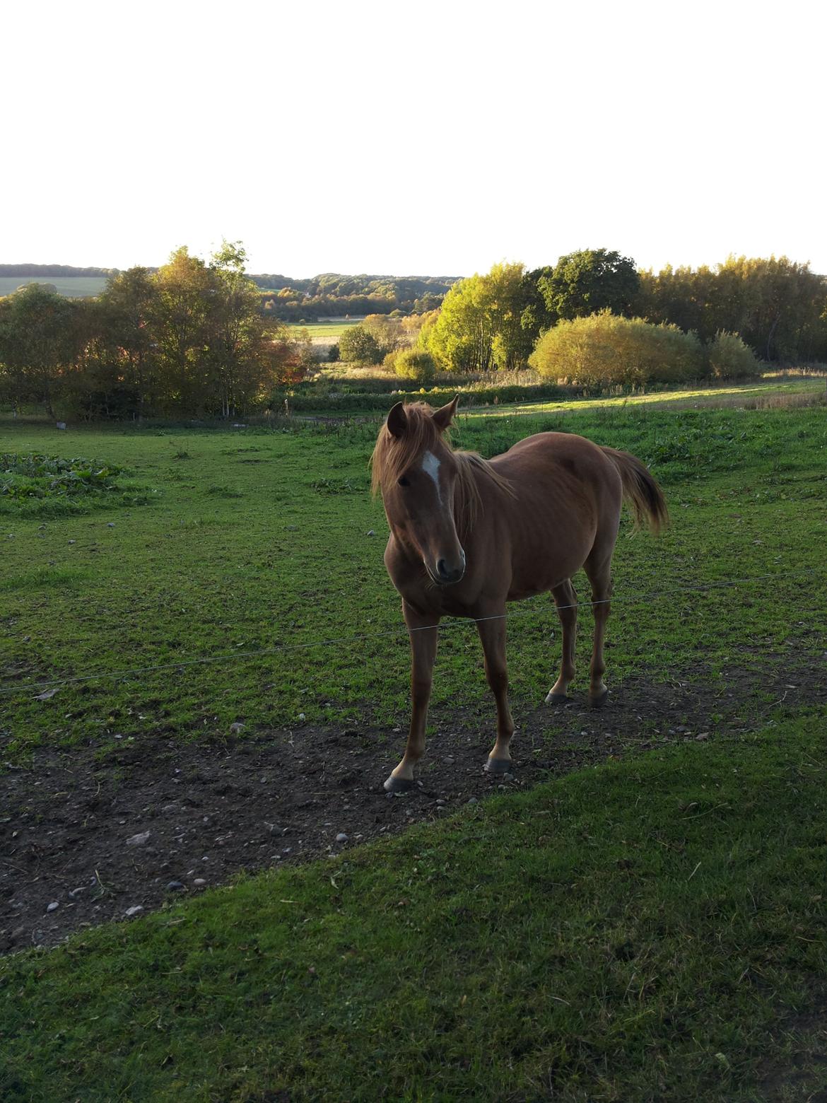 Anden særlig race Golden Rose billede 3