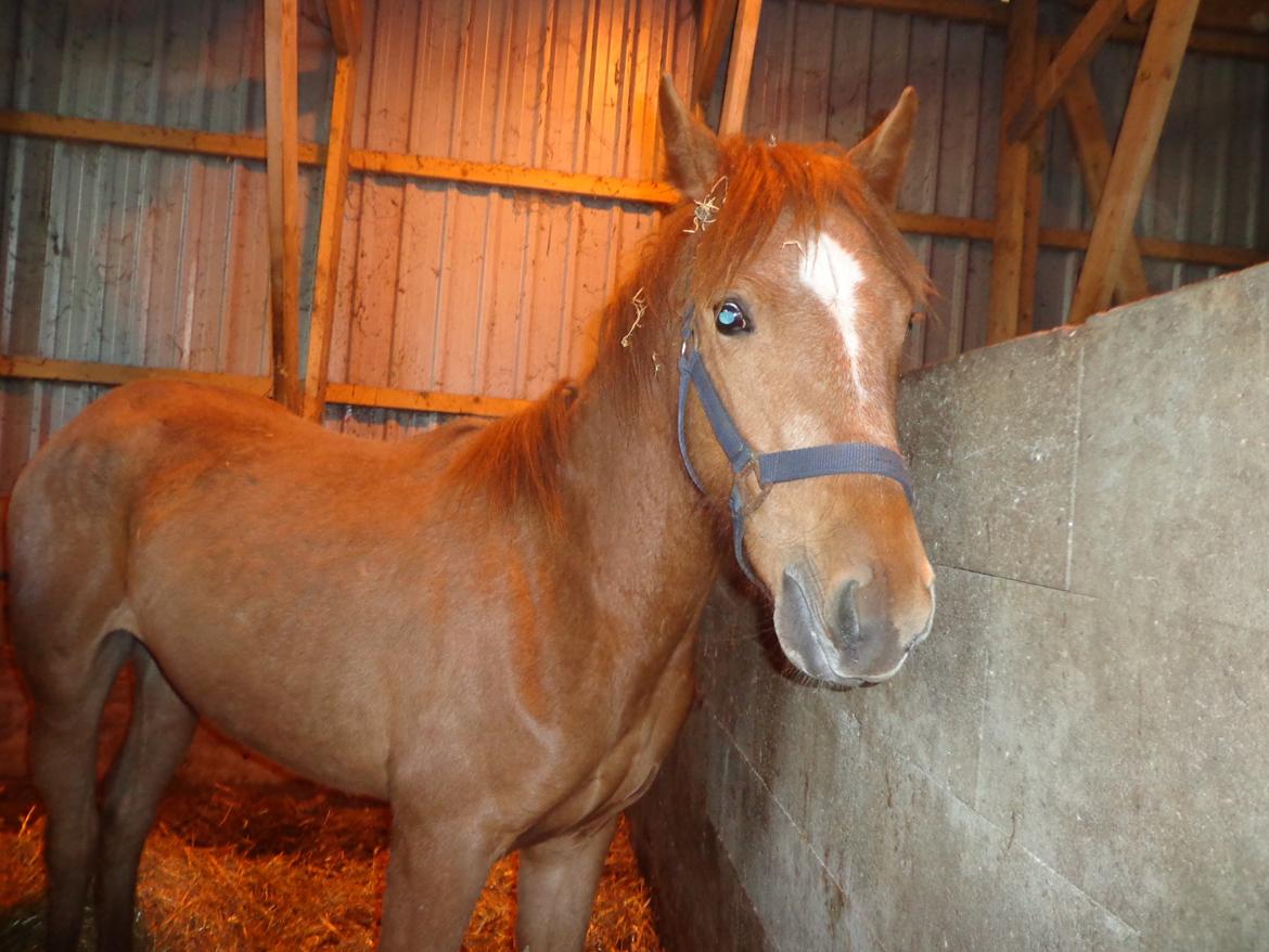 Anden særlig race Golden Rose - 2 dage efter vi havde fået hende! 
- Ingen kommentar over at hun er tynd!  billede 6