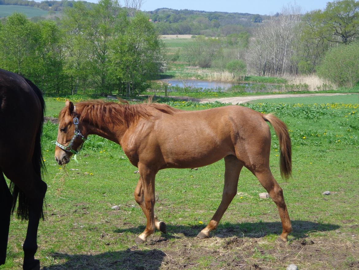 Anden særlig race Golden Rose billede 5