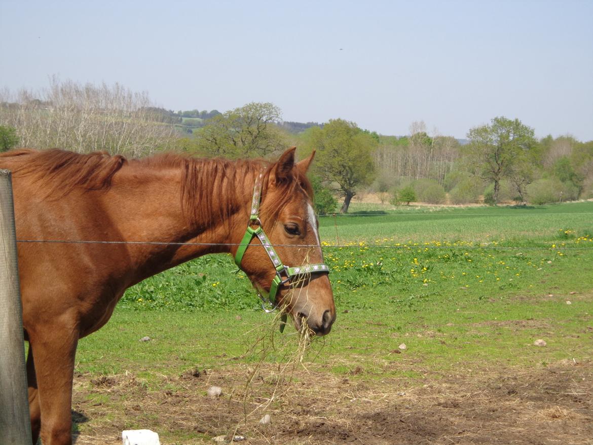 Anden særlig race Golden Rose billede 7