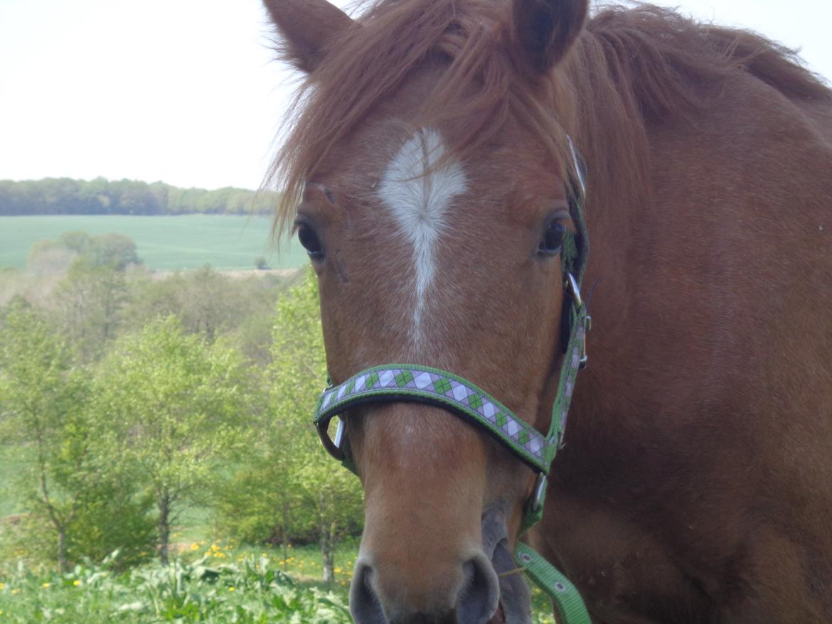 Anden særlig race Golden Rose billede 4