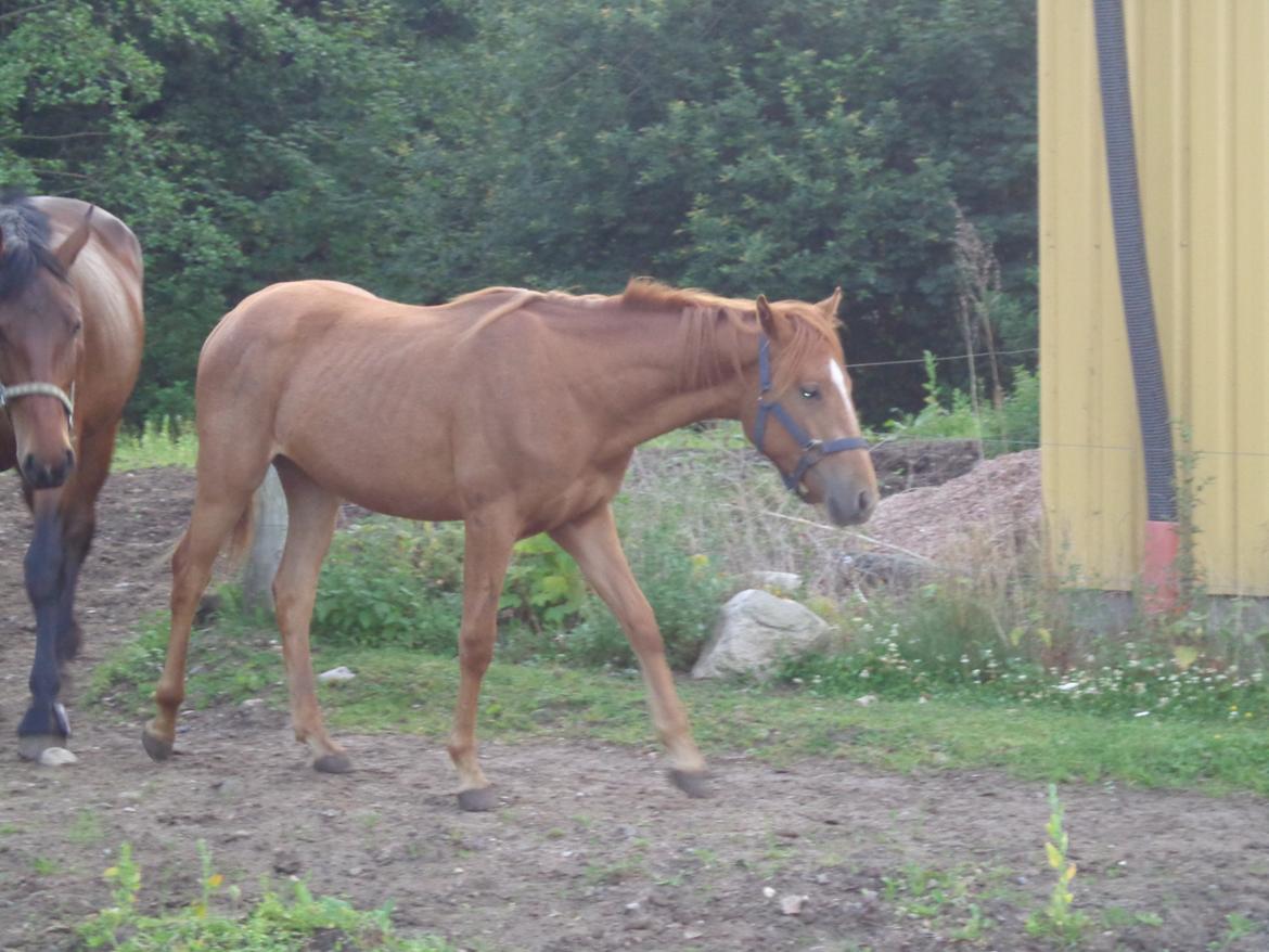 Anden særlig race Golden Rose billede 8
