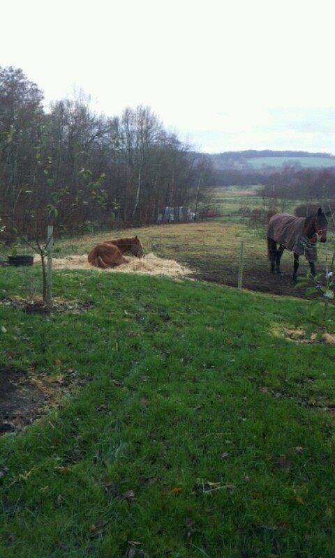 Anden særlig race Golden Rose billede 9
