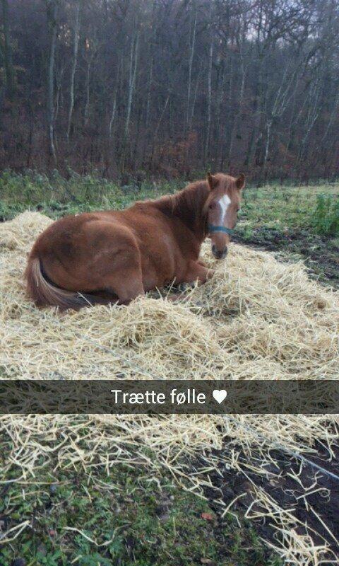 Anden særlig race Golden Rose - Intet som en lur i halmen :D  billede 2