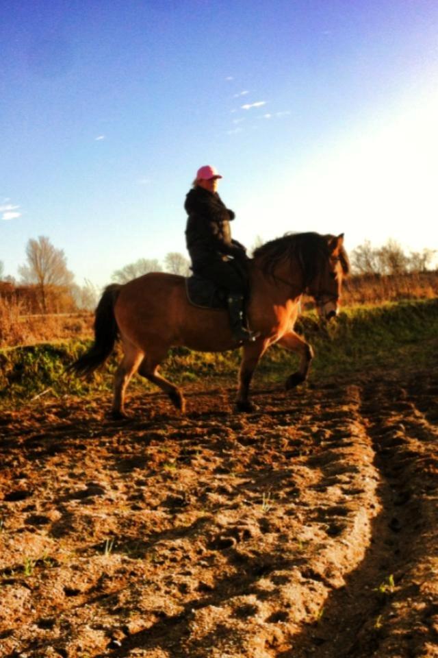 Anden særlig race Cisco - Velkommen til Ciscos profil. 
Første gang på ryggen af ham siden Maj 2013.  billede 1