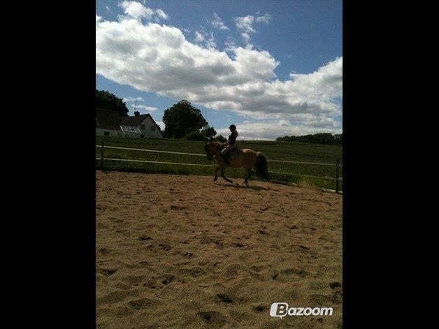 Anden særlig race Cisco - En sommer i 2011 billede 2