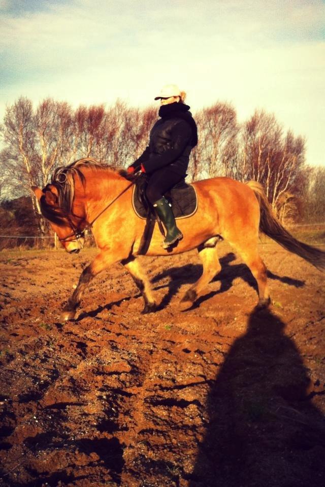 Anden særlig race Cisco - Første gang på ryggen af ham siden Maj. billede 3