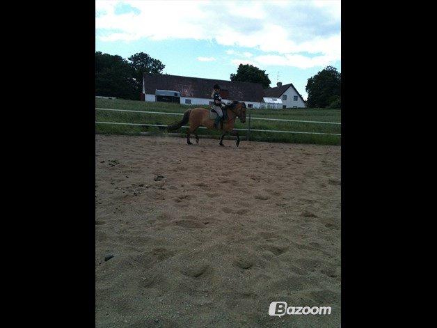 Anden særlig race Cisco billede 4