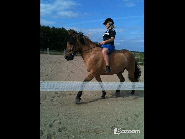 Anden særlig race Cisco billede 5