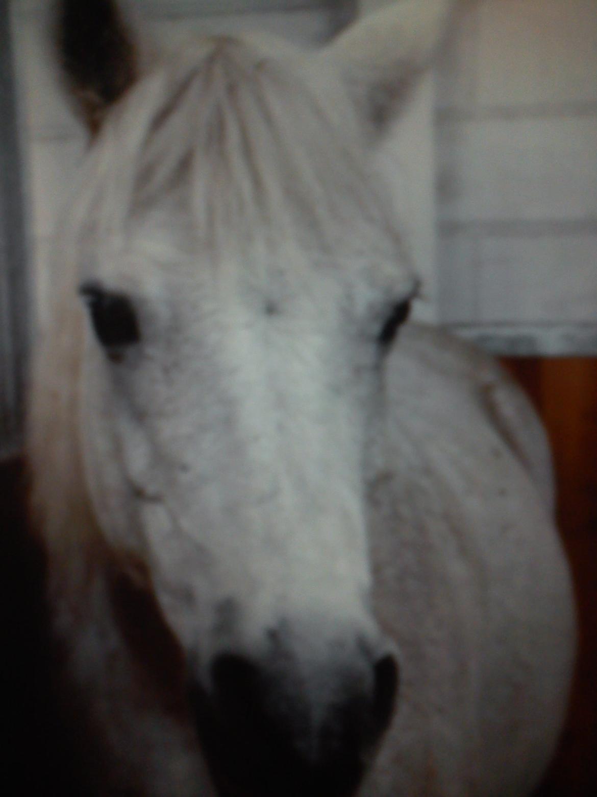 Connemara helene - dejlige hoppe <3 billede 1