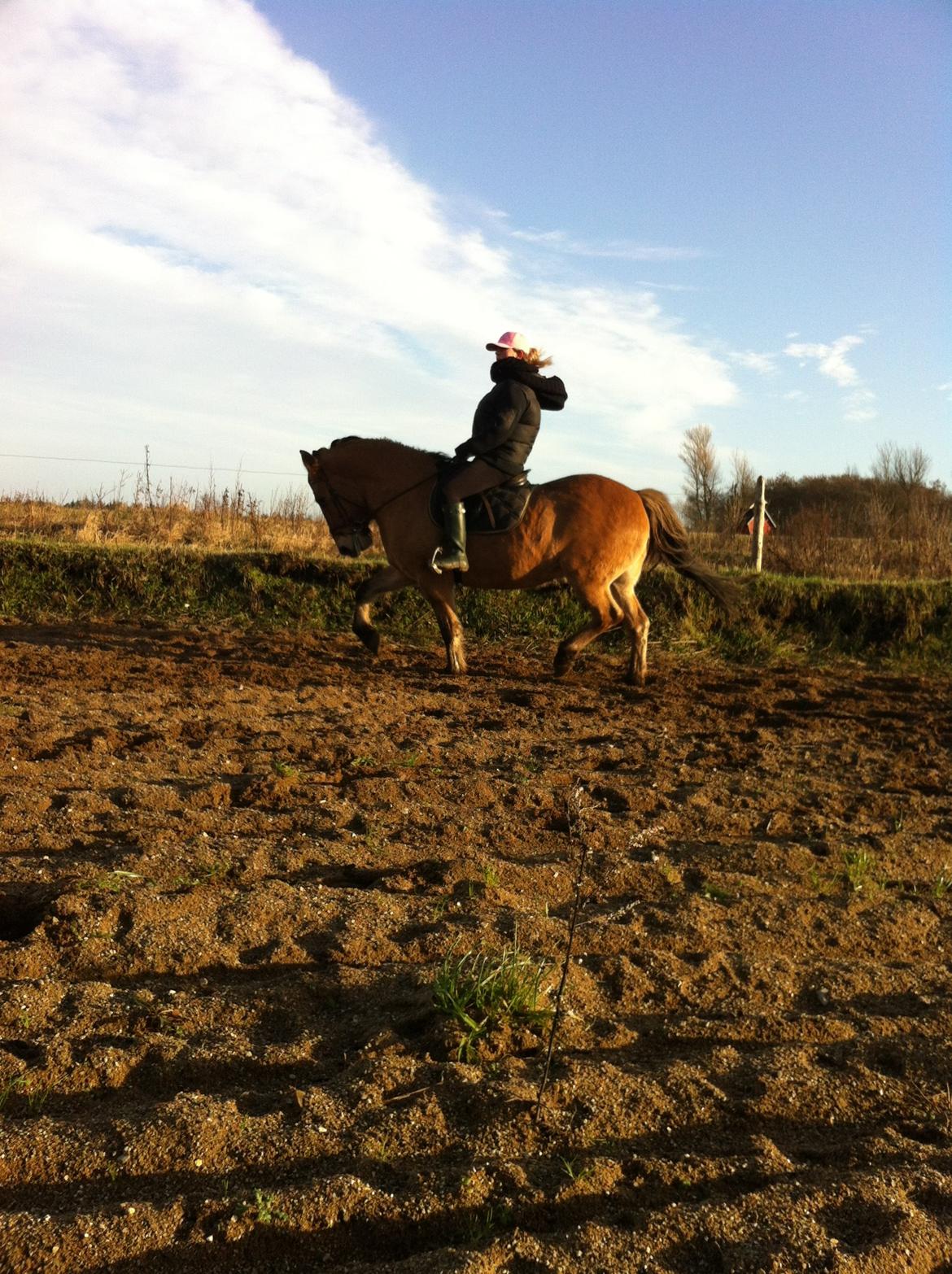 Anden særlig race Cisco billede 6