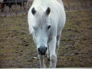 Connemara helene - dejlige hoppe jeg savner dig og elsker dig min lille prinsesse <3 billede 2