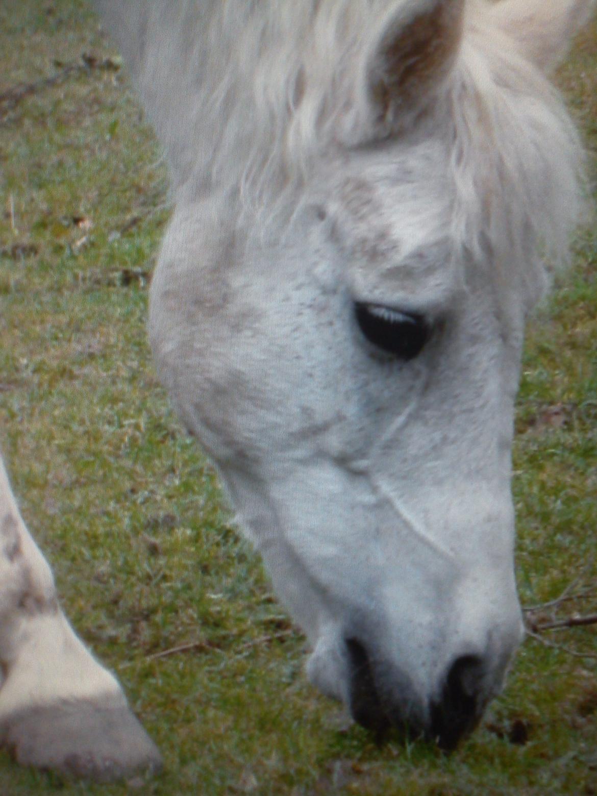 Connemara helene - skønne tøsse pige du er savnet <3 billede 3