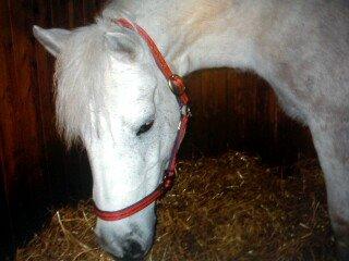 Connemara helene - finne tuller savner min lille prinsesse  billede 4