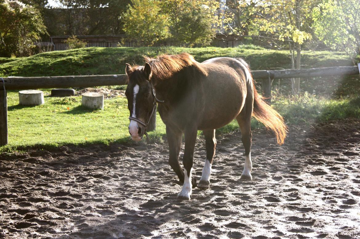 Anden særlig race Solly billede 19