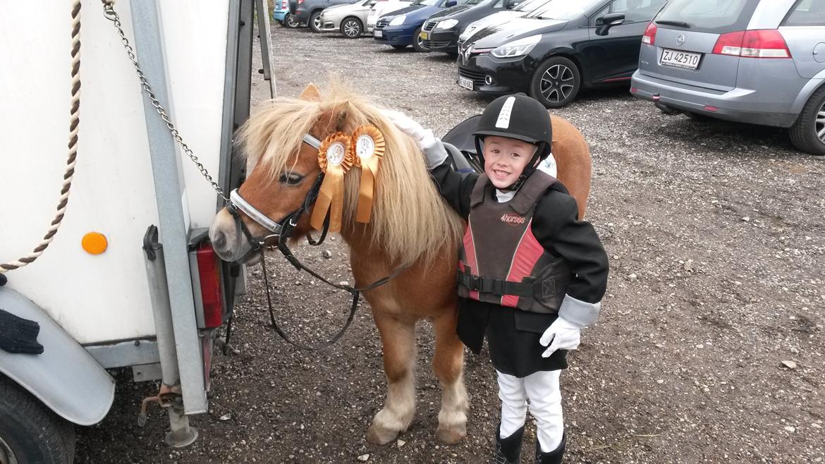 Shetlænder Superman billede 18