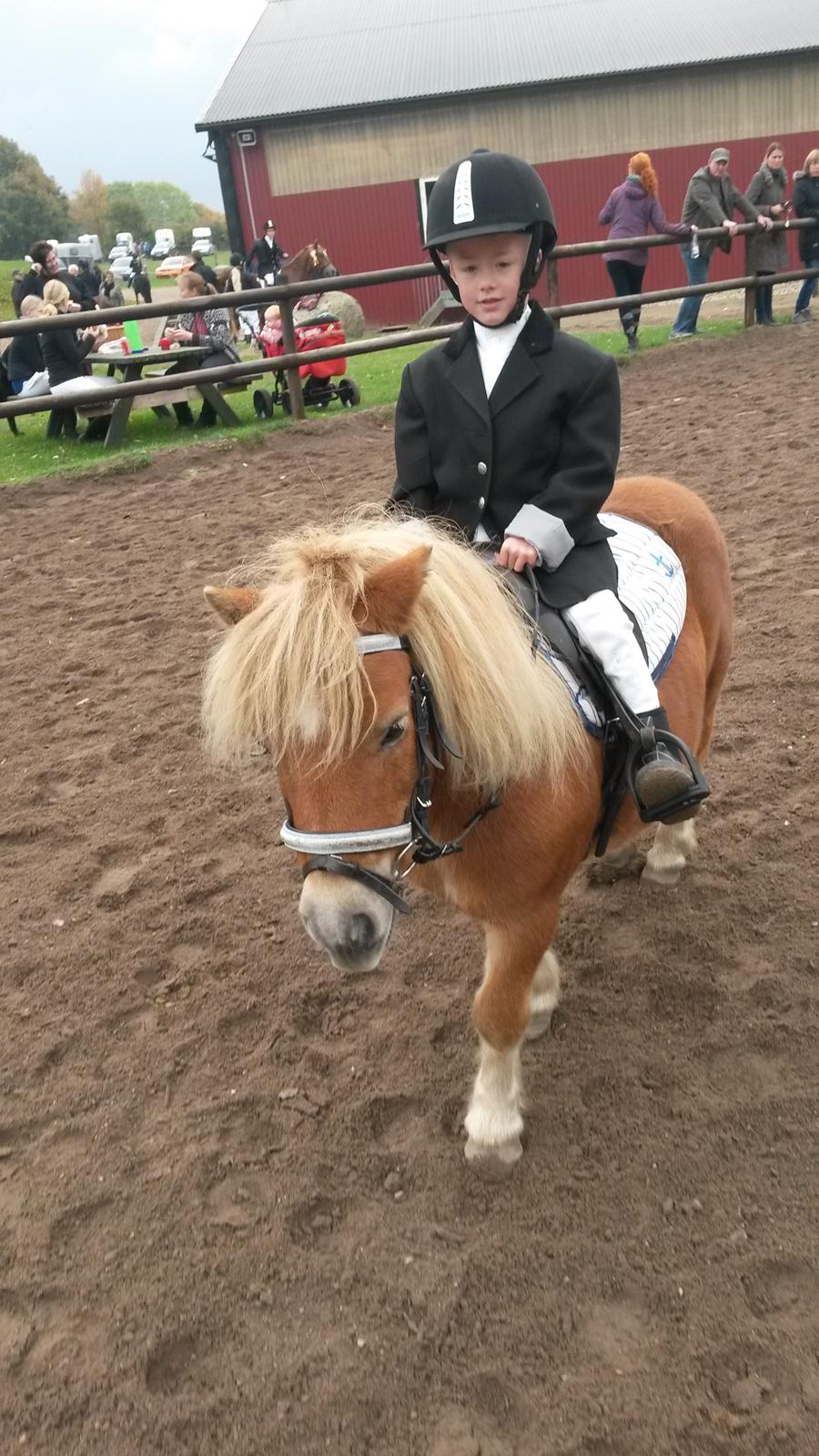 Shetlænder Superman billede 1