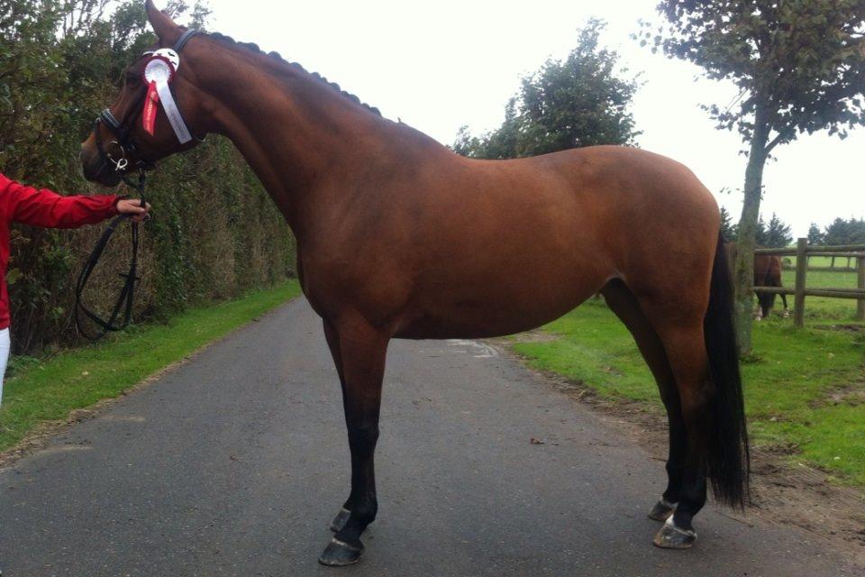 Dansk Varmblod Bakkegaardens Anemone - Eksteriørkåring 2013 billede 16