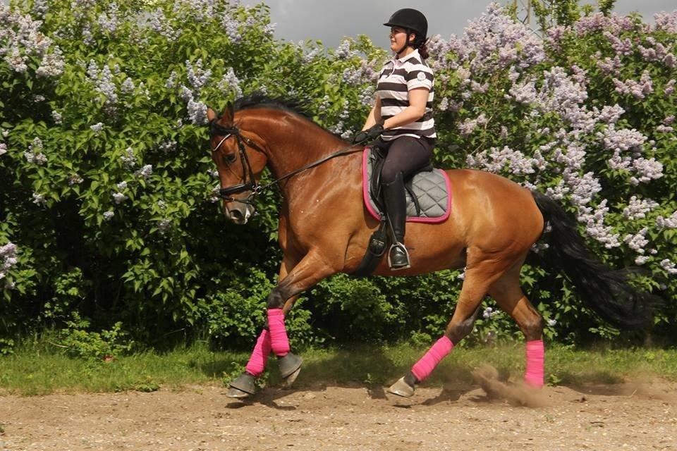 Dansk Varmblod Bakkegaardens Anemone - Mig og min dejlige hest billede 17